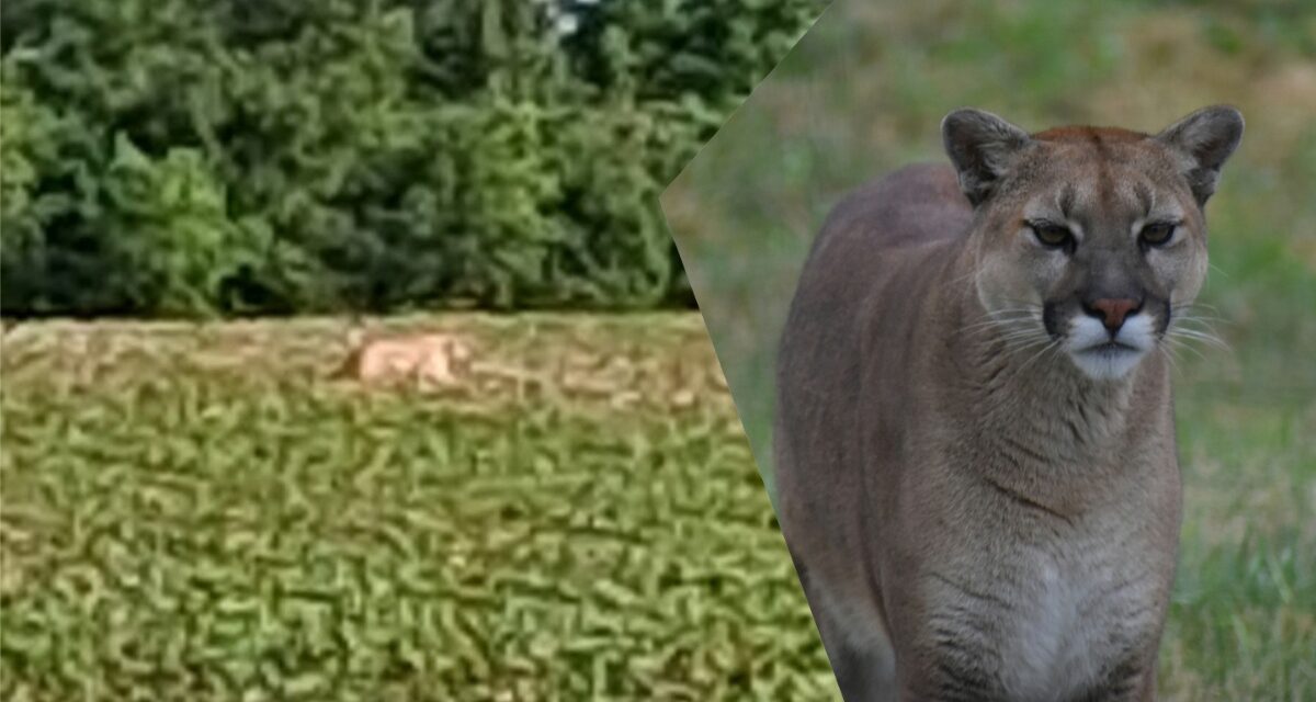 Photo of possible Bucyrus, Ohio mountain lion