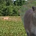 Photo of possible Bucyrus, Ohio mountain lion