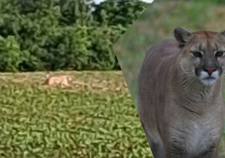 Photo of possible Bucyrus, Ohio mountain lion