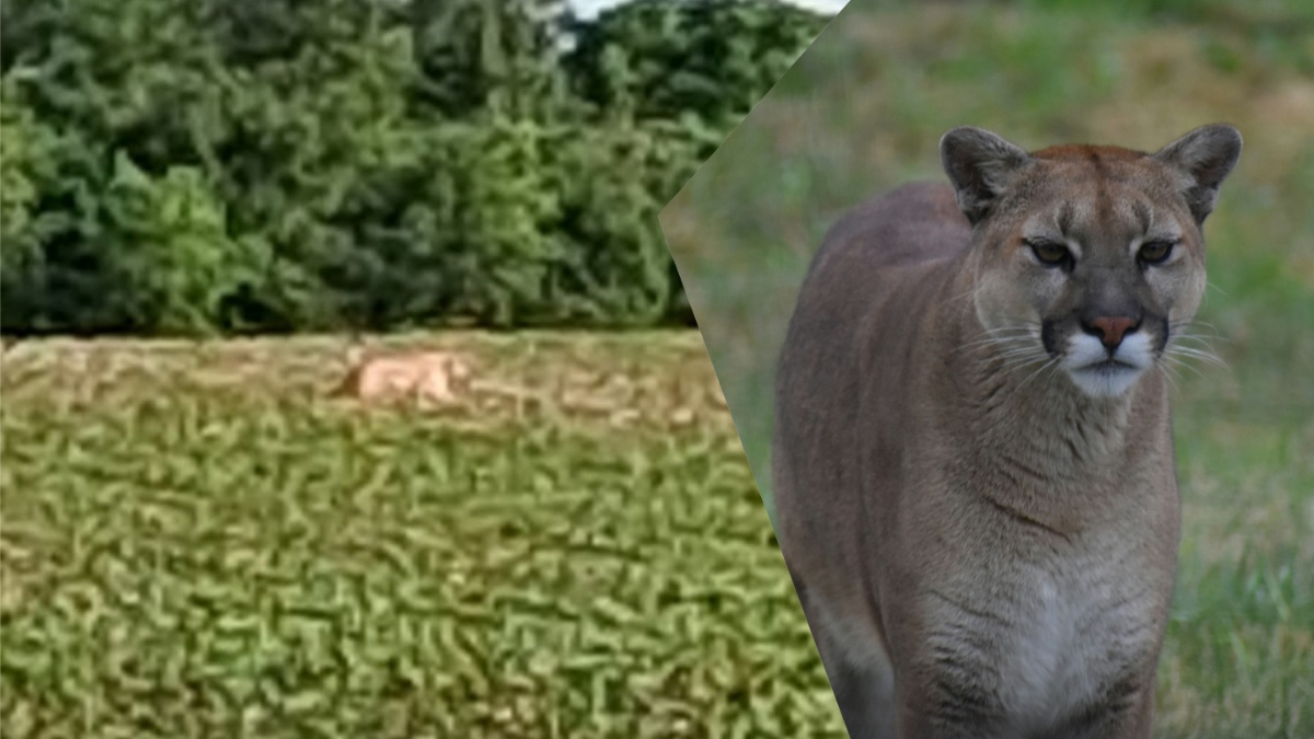 Photo of possible Bucyrus, Ohio mountain lion