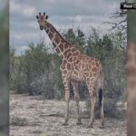 An escaped giraffe named Gracie is safely recovered in Texas Hill Country. Read the wildlife tracking details, capture protocols, and Texas exotic animal regulations.