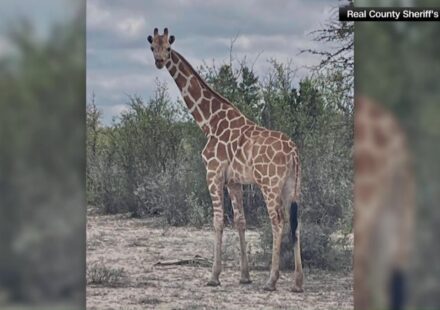 An escaped giraffe named Gracie is safely recovered in Texas Hill Country. Read the wildlife tracking details, capture protocols, and Texas exotic animal regulations.