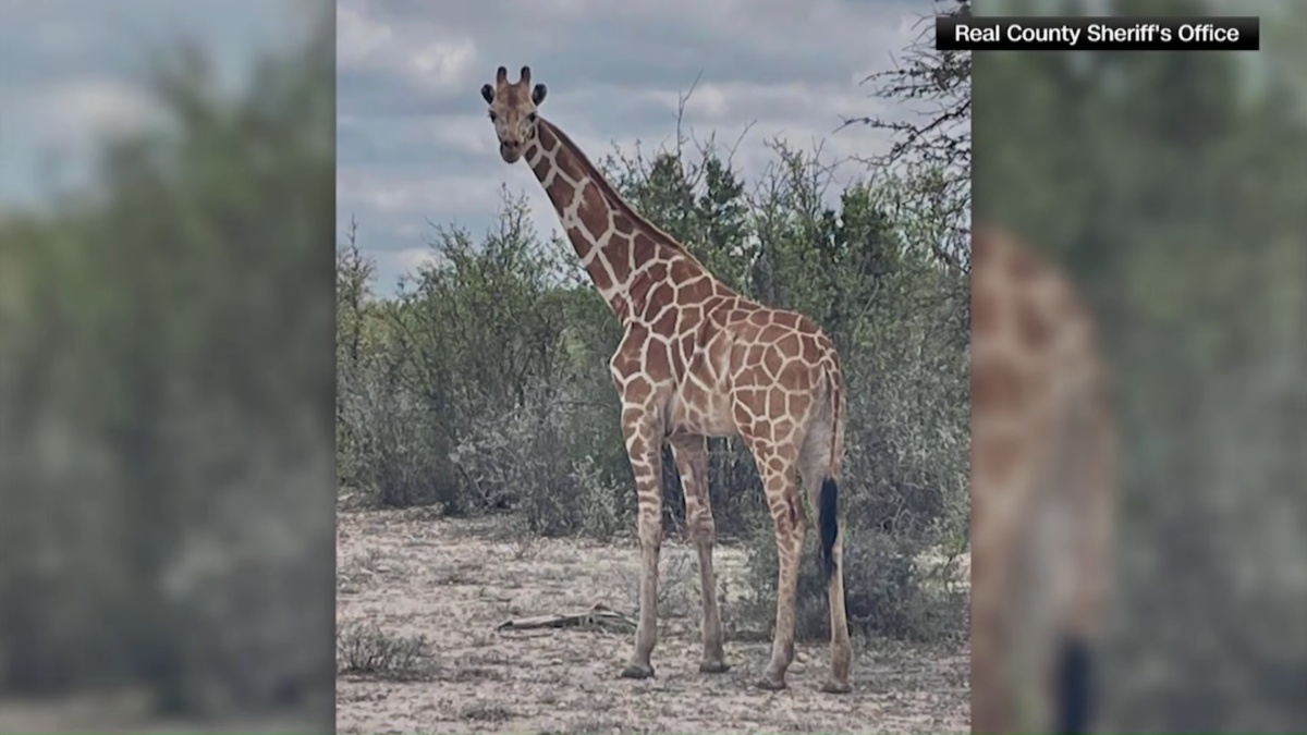 An escaped giraffe named Gracie is safely recovered in Texas Hill Country. Read the wildlife tracking details, capture protocols, and Texas exotic animal regulations.