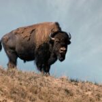 Federal wildlife officials are reminding visitors to maintain mandatory safety distances following a serious incident near Mud Volcano.