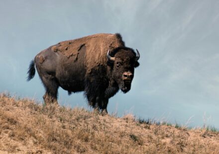 Federal wildlife officials are reminding visitors to maintain mandatory safety distances following a serious incident near Mud Volcano.