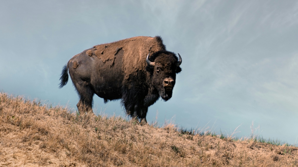 Federal wildlife officials are reminding visitors to maintain mandatory safety distances following a serious incident near Mud Volcano.