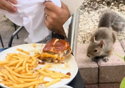 Hungry Florida Squirrel