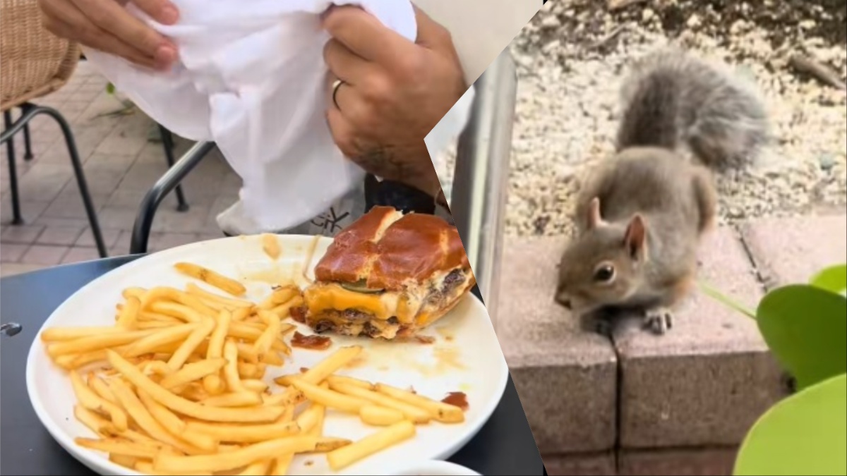 Florida Men Make Furry Friend Amid Odd Restaurant Encounter: ‘Now He Is Entitled’ Hungry Florida Squirrel