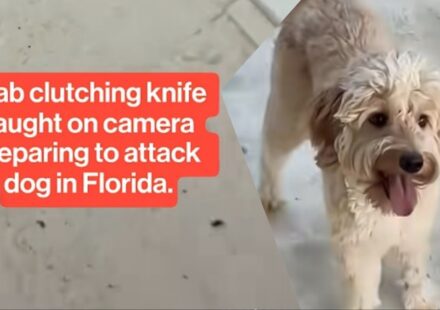 Florida Crab Attack