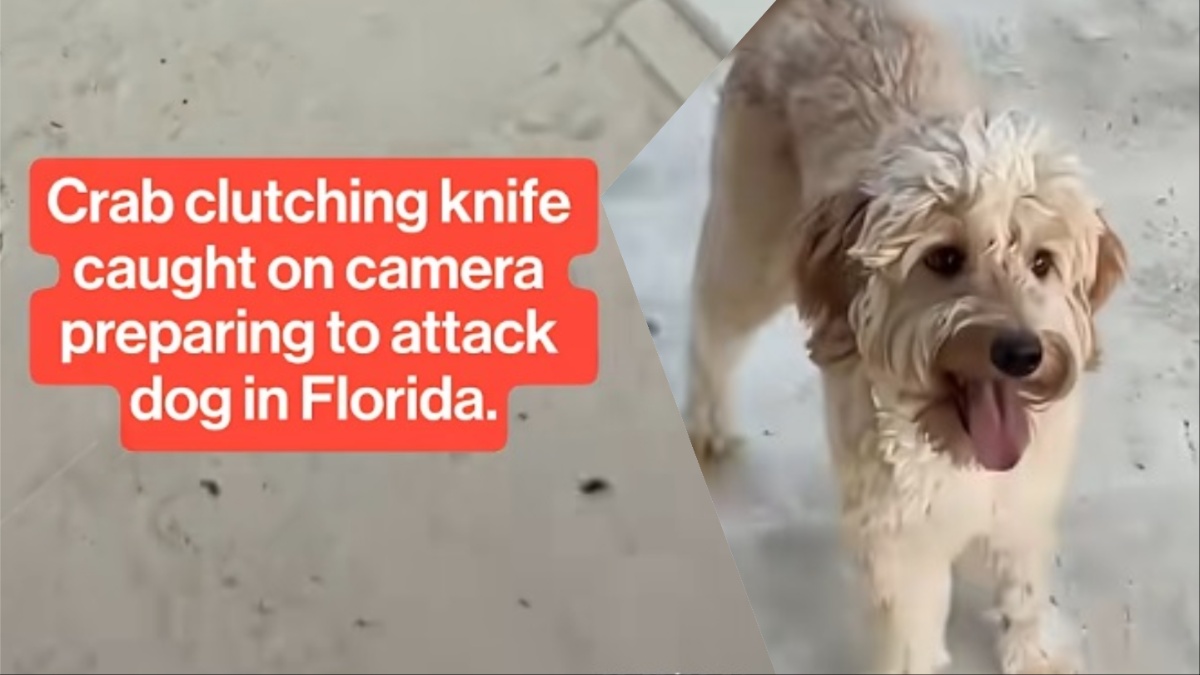 Florida Man Discovers A Knife-Wielding Crustacean While Letting His Dog Outside: ‘Mess With The Crabby And Get the Stabby’ Florida Crab Attack